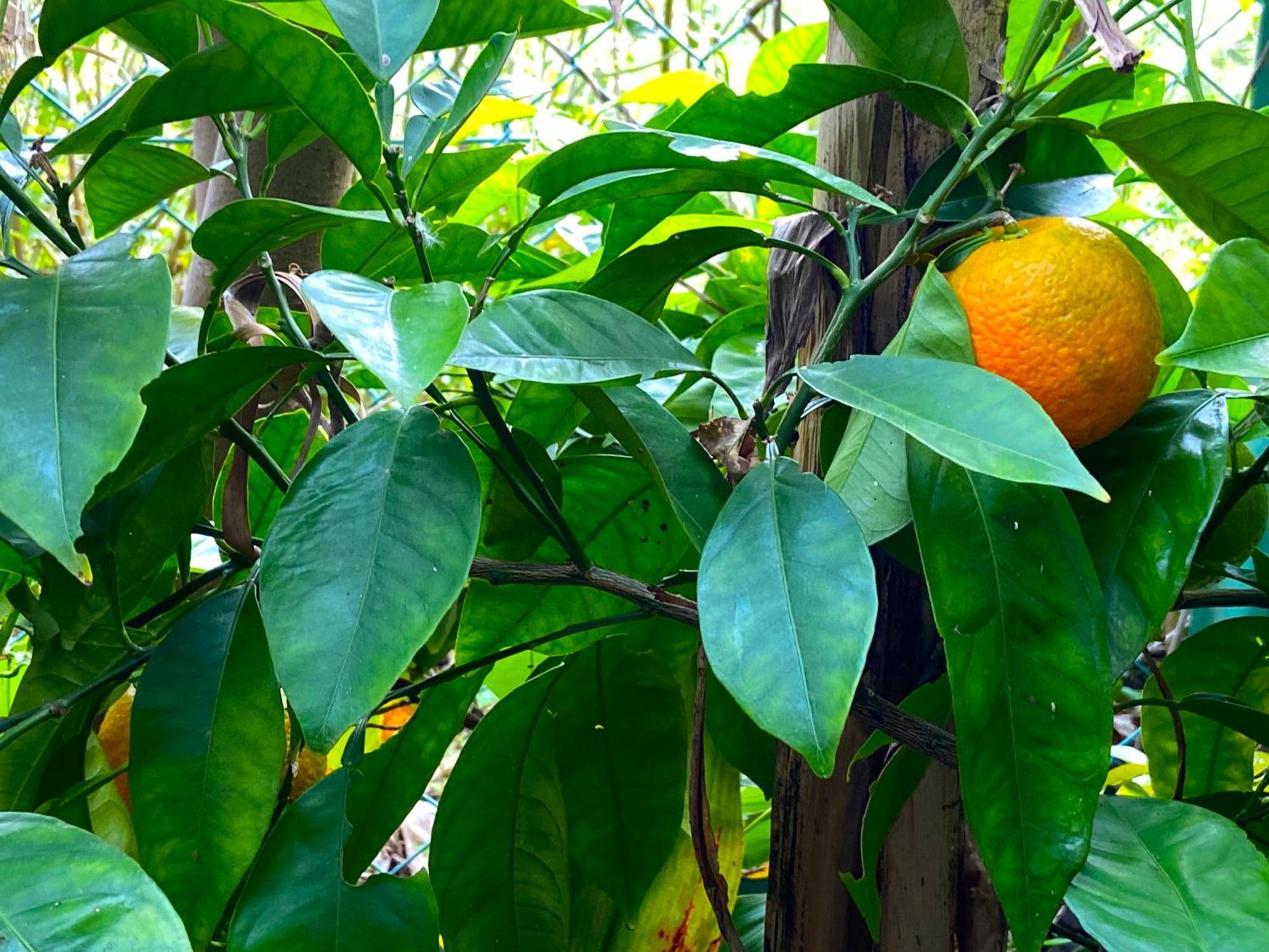 Kamagasaki University Of The Arts Cafe Garden Guest House Aka Cocoroom Osaka Buitenkant foto