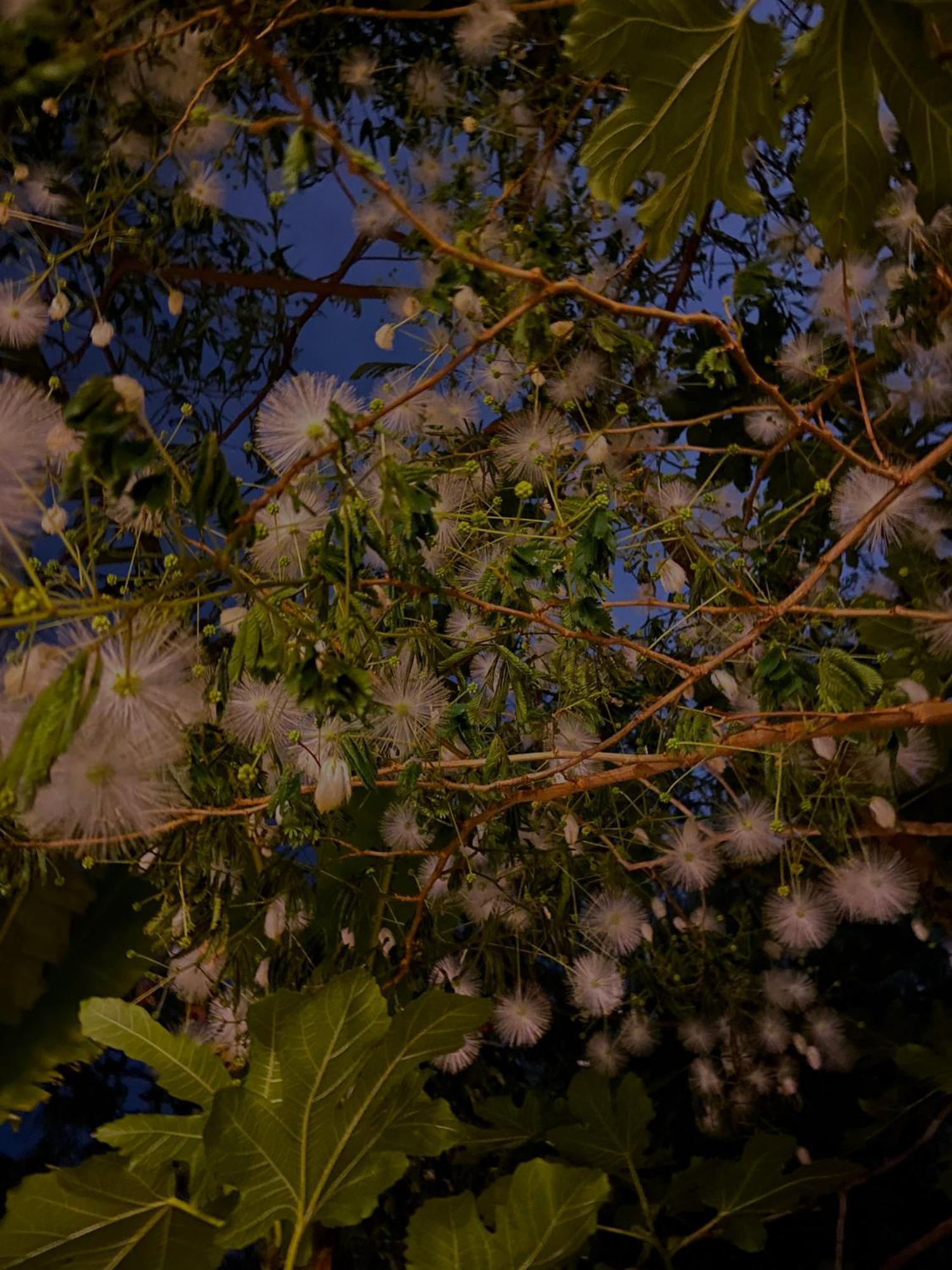 Kamagasaki University Of The Arts Cafe Garden Guest House Aka Cocoroom Osaka Buitenkant foto